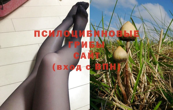 стаф Аркадак